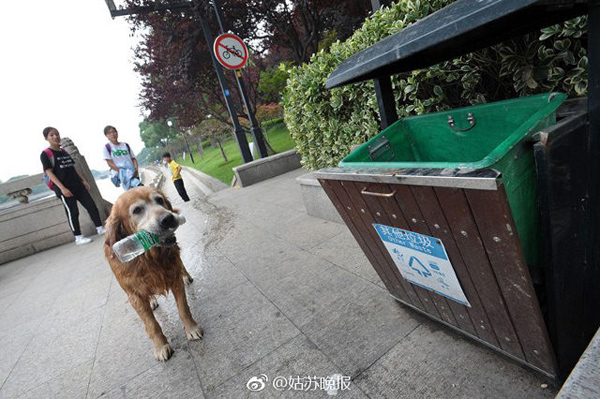 
Theo&nbsp;Shanghaiist, một chú chó đã góp phần giữ sạch sẽ cho dòng sông Tô Châu ở Trung Quốc.
