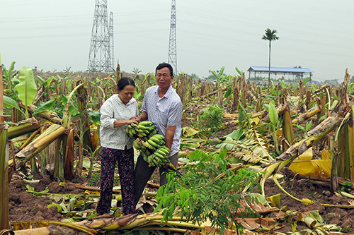 
Vợ chồng ông Quân trước vườn chuối hàng nghìn cây bị chặt hạ.
