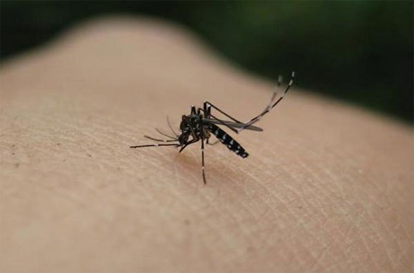 
Chế độ Dry trên điều hòa mới là công cụ đuổi muỗi hiệu quả.

