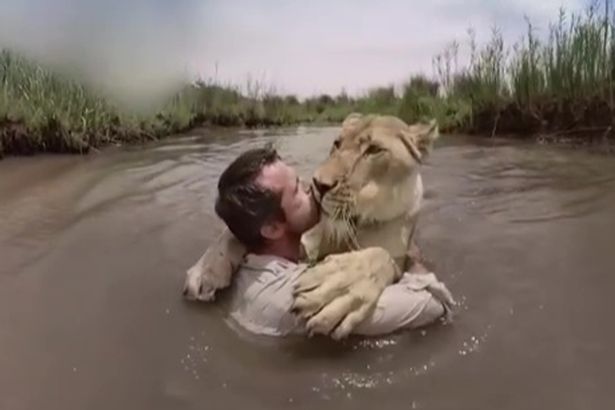 
Kevin còn đỡ con sư tử khi nó nhảy vào lòng anh rồi hôn nó “thắm thiết”.
