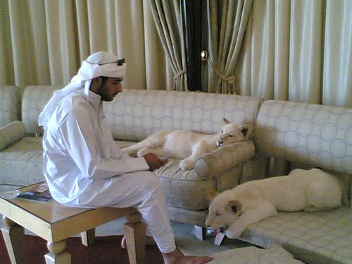 Thái tử Sheikh Hamdan bên cạnh những chú sư tử trắng quý hiếm.