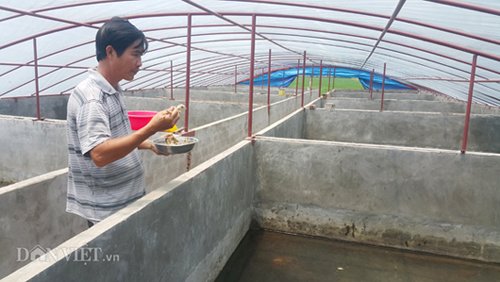 Ông Thăng đang bỏ thức ăn chăm sóc đàn baba tại trang trại của gia đình ở huyện Kim Sơn.