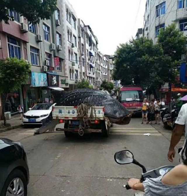Tại đây, các ngư dân đề nghị bán con cá cho nhà bếp khách sạn. Tuy nhiên, người quản lý đã từ chối đề nghị tốt bụng này, không hẳn vì con cá này là loài được nhà nước Trung Quốc bảo vệ mà còn vì nó quá bốc mùi và có thể đầy thủy ngân. Sau khi bị từ chối, chiếc xe chở cá đã quay đầu.
