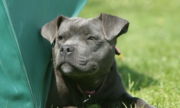 
Một con ch&oacute; Staffordshire Bull Terrier, hay c&ograve;n gọi l&agrave; becgie m&otilde;m ngắn
