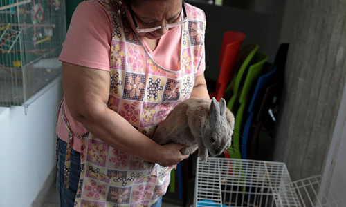 Chính phủ Venezuela đề nghị người dân nuôi thỏ như một nguồn thức ăn tại gia.