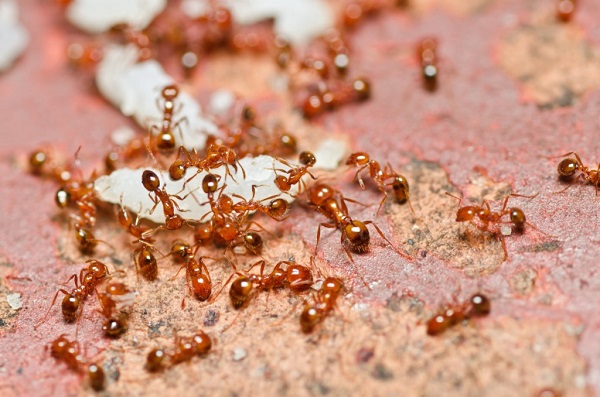 Loài kiến gây không ít phiền toái cho cuộc sống sinh hoạt của gia đình bạn.