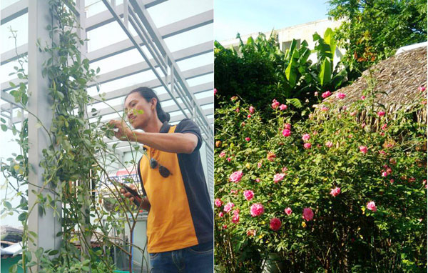 Khu vườn hoa hồng hàng trăm loại khoe sắc rực rỡ của chàng họa sỹ Trần Huy Tuân ở Đà Nẵng chắc chắn sẽ khiến bất kỳ ai có dịp ghé thăm đều không muốn ra về.
