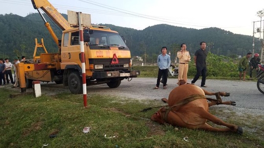 
Hiện trường vụ tai nạn xe tải tông chết bò đang gặm cỏ bên vệ đường
