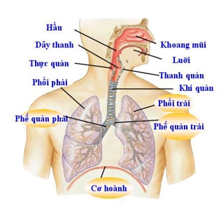 
Khi đường hô hấp không thể được làm sạch một cách tự nhiên, virut và các chất ô nhiễm trong chất nhầy sẽ kích thích thần kinh và gây ho để bảo vệ và làm sạch cho đường thở.
