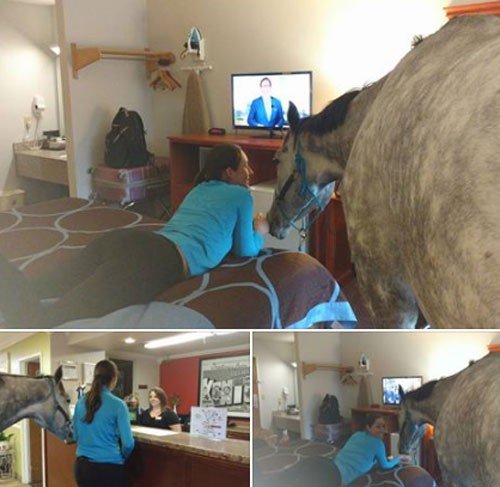 Bức ảnh nữ du khách check-in cùng ngựa trong khách sạn khiến dư luận thích thú. Ảnh: News.