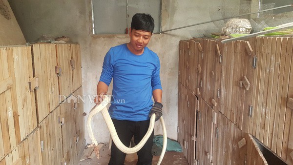 Anh Điệp bên con rắn hổ hèo bạch tạng của gia đình mình.