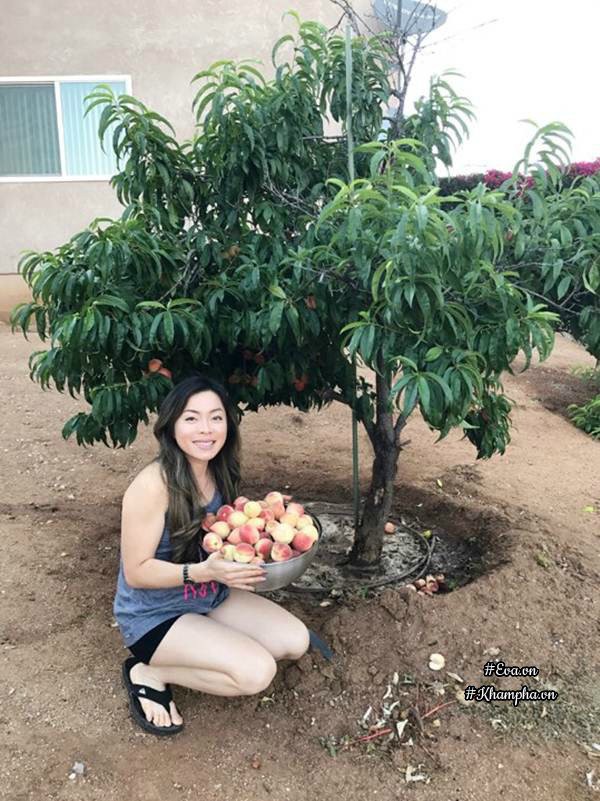 Sinh ra và lớn lên ở Cần Thơ – vùng đất nổi tiếng với những miệt vườn trĩu quả, nên sau khi kết hôn và sang California sinh sống với ông xã người Mỹ, chị Nguyễn Trang (sinh năm 1990) luôn ao ước sở hữu khu vườn tràn ngập cây ăn trái giống miền quê thân yêu của mình. Và rồi vợ chồng chị cũng mua được khu đất rộng 4000 m2 khoảng 3 năm trước đây để thực hiện niềm mong mỏi bấy lâu.