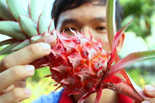 Tr&aacute;i kh&oacute;m son m&agrave;u đỏ tươi, nhiều chồi mang &yacute; nghĩa may mắn, sung t&uacute;c. Ảnh:Ho&agrave;ng Nam