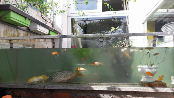 Trong khoảng sân rộng hơn 50 m2, anh chị xây bồn trồng cây, nuôi cá chạy dọc theo bờ tường. Tuy phần diện tích trồng rau không quá lớn nhưng cũng thừa sản lượng để cung cấp rau sạch cho bữa ăn hàng ngày.