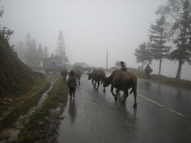 Đưa đ&agrave;n tr&acirc;u đi h&agrave;ng chục c&acirc;y số xuống n&uacute;i tr&aacute;nh r&eacute;t.