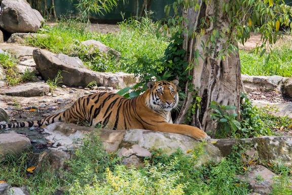 Hình ảnh Hổ Bengal vàng tại Khu du lịch sinh thái Vườn Xoài.
