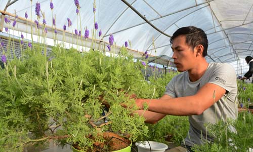 Anh Nguyễn Thế Tài bên chậu lavender dáng bonsai.