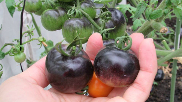 Đất trồng được xử lý kỹ là yếu tố quan trọng giúp cà chua sai quả, kháng bệnh tốt.