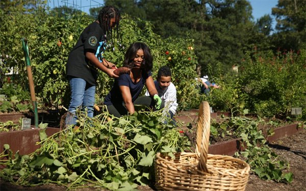 Michelle Obama thu hoạch ở vườn rau của Nhà Trắng. (Ảnh: AP)