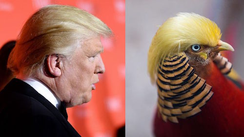 
Con chim trĩ đỏ ở Chiết Giang, Trung Quốc, nổi tiếng nhờ kiểu tóc vàng óng giống hệt ông Trump. Ảnh: QQ
