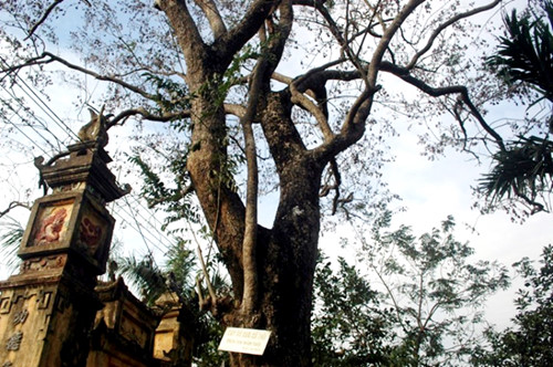 Cây sưa 200 tuổi, nằm sát cổng đình Đông Cốc thời điểm chưa bị chặt hạ để bán. Đây là 1 trong hai cây sưa cổ thụ ở đình Đông Cốc