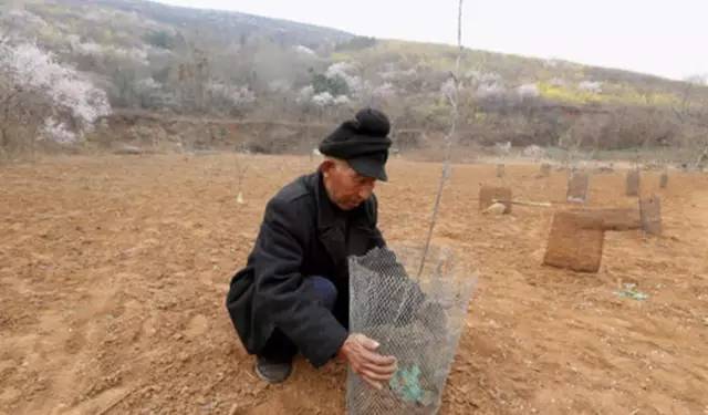 
Người đàn ông này đã sống một mình 35 năm và dành tới 11 năm chỉ để ươm những gốc cây đào.
