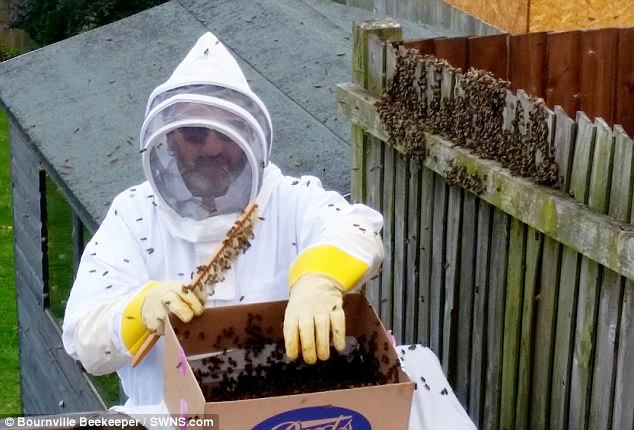 
Chuyên gia bắt ong Ian Backer khéo kéo di chuyển những con ong đi nơi khác.

