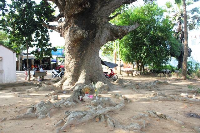 Rễ cây ăn rộng ra xung quanh, trồi lên mặt đất như những con trăn khổng lồ