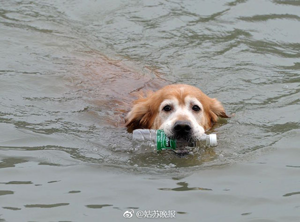 
Con chó này thường xuyên nhảy xuống sông, ngoạm lấy chai lọ trôi nổi trên sông rồi bơi trở lại bờ và cho chai vào thùng rác.
