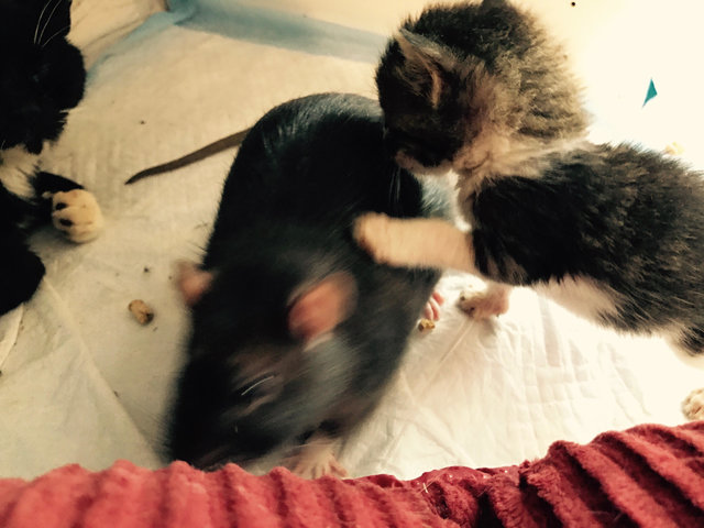 
Hai con chuột được nuôi cùng mèo con từ khi còn nhỏ
