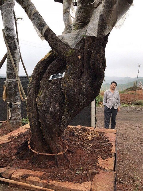 Gốc cây hình xoắn vện vào nhau rất hiếm có