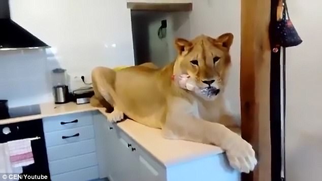 
Simba nặng 250 kg, mỗi th&aacute;ng tốn 13 triệu tiền thức ăn.
