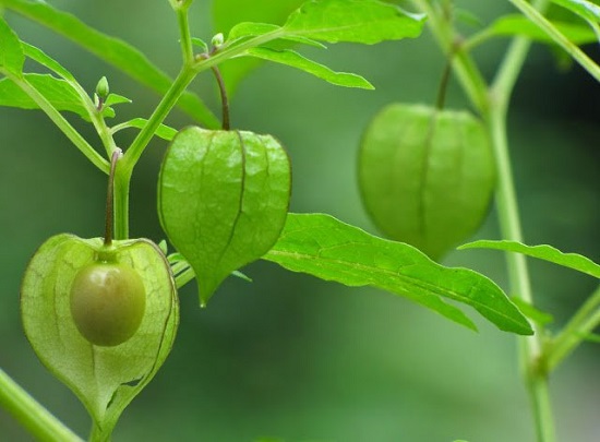 Quả của cây tầm bóp mọng, nhẵn có hình tròn nhỏ như quả cà, bên ngoài được bao bọc một lớp vỏ mỏng như cái túi.