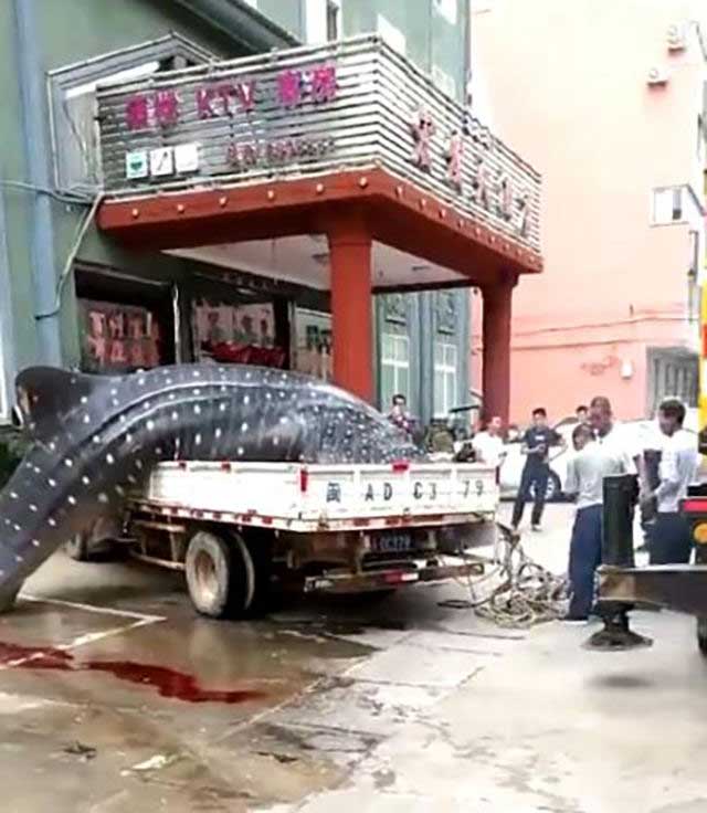 Hôm 5/9, một ngày sau vụ cá khủng diễu phố, một đoạn video đã được đăng tải trên mạng cho thấy, một nhóm đàn ông ra sức cắt con cá thành nhiều mảnh bằng cưa, dường như để bán từng phần cho dễ.