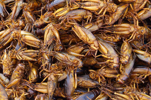 Dế mèn: Loài côn trùng dinh dưỡng cao này được nuôi ở các trang trại và là nguyên liệu của món nhậu nhiều người yêu thích. Dế được rửa sạch, rán trong chảo ngập mỡ cho tới khi giòn tan. Nhiều người cho biết món này có vị bùi đặc trưng. Ảnh: Inhabitat.