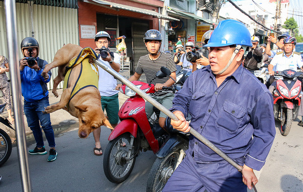 Nhiều chủ chó vội mua rọ mõm vì lo thú cưng sẽ bị nhầm là chó hoang và bị đội săn bắt chó thả rông bắt. Ảnh: T.Đ.