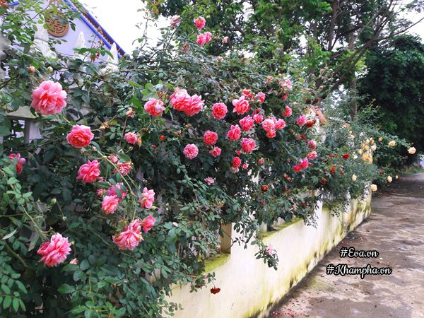 Bức tường hoa hồng do chính tay chị trồng và thiết kế nổi bật khắp làng. Đây là giống hồng leo Huntington - loại hồng ưa nắng nóng mùa hè.