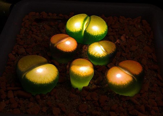 Thạch lan (còn gọi là cây đá sống hay thạch lan lithops) có nguồn gốc từ Nam Phi “gây sốt” với chị em giới văn phòng bởi vẻ đẹp tươi tắn, hình thù độc đáo.