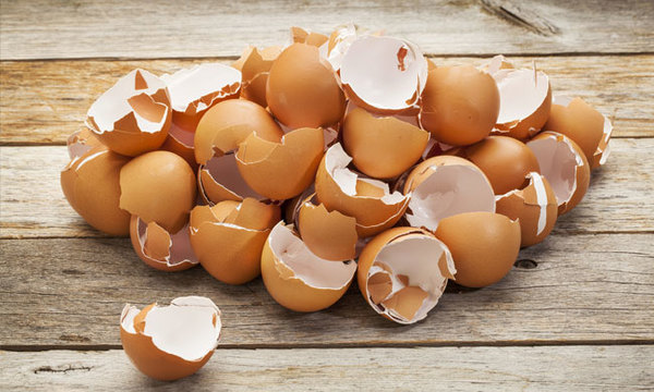Vỏ trứng cần được rửa sạch, phơi khô và nghiền nhỏ trước khi bón trực tiếp xuống đất