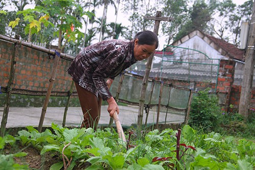 Cựu giáo viên mầm non dự định nhận thêm ruộng, cải tạo vườn tược trồng rau để kiếm thêm thu nhập sau khi nghỉ hưu. Ảnh: Đức Hùng