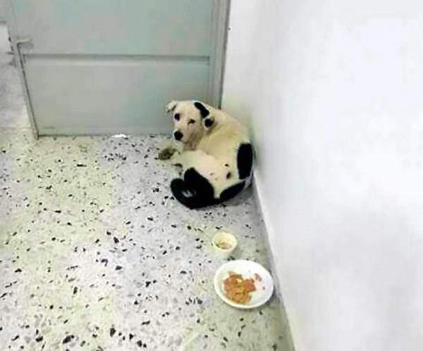 Được người qua đường mang thức ăn cho nhưng con vật ki&ecirc;n quyết nhịn đ&oacute;i. Ảnh: The Sun