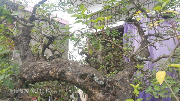 Th&acirc;n v&agrave; c&agrave;nh uốn lượn v&ocirc; c&ugrave;ng nghệ thuật nh&igrave;n rất bắt mắt.
