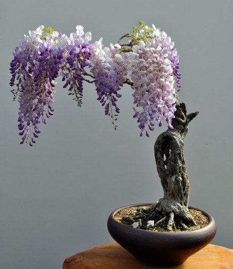 Chậu hoa tử đằng (wisteria)