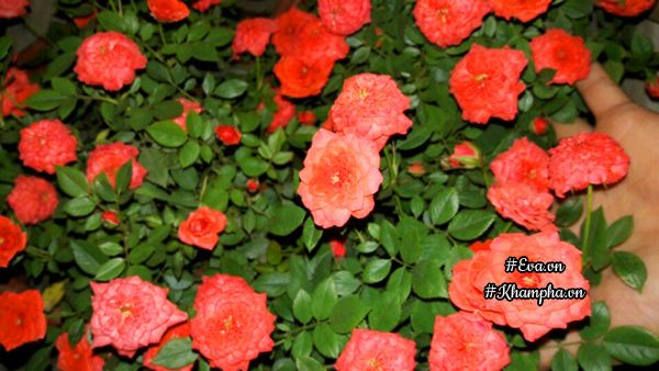 Hồng tỉ muội cam Trung Quốc là cái tên chị Trọng đặt cho những bông hồng này.