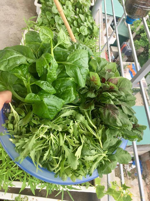 Mỗi lần thu hoạch rau, L&acirc;n chia đều cho c&aacute;c bạn thu&ecirc; ph&ograve;ng trong nh&agrave; một &iacute;t.