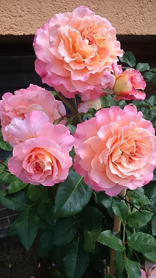 Chị sưu tầm được nhiều loài hồng có màu lạ.