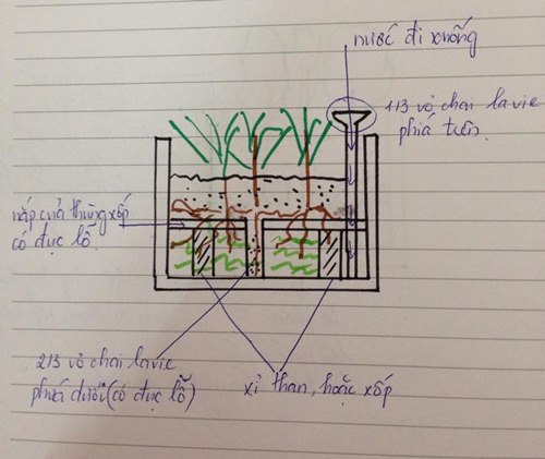 Mô hình trồng rau sạch trong thùng xốp.