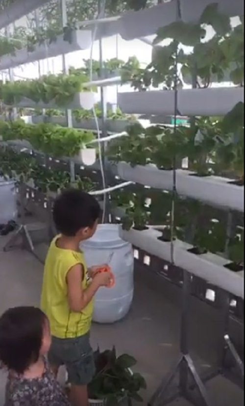 Hai con của Lý Hải đang thu hoạch rau.