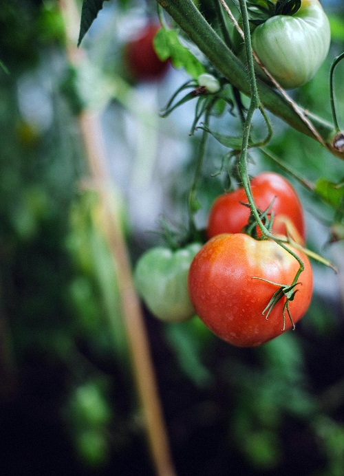Cà chua hình trái tim là một trong những loại trái cây rất được ưa chuộng tại các nước Châu Âu và giá bán từ 10-15 USD/kg (250.000 – 350.000 đồng).