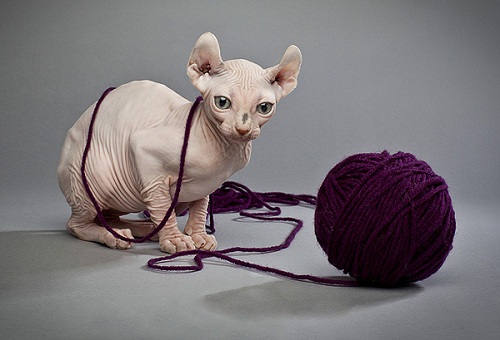 Sphynx cũng đủ thông minh để tự đi lấy đồ chơi và chơi đùa vui vẻ khi chủ của nó bận rộn.